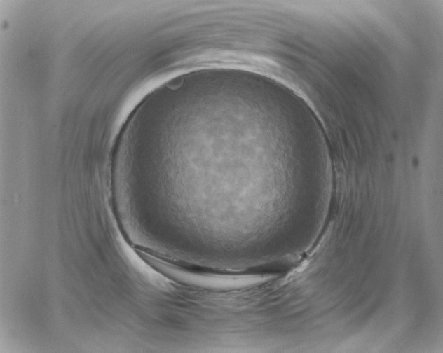 X0000066521531200603201311