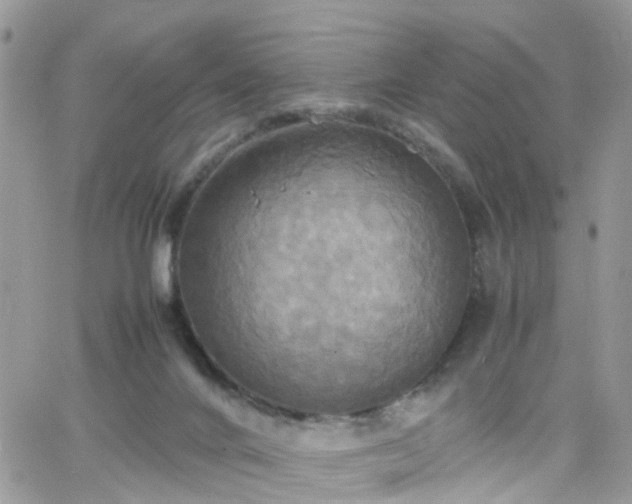 X0000066520024200603241348