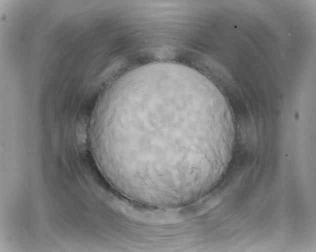 X0000066520032200603241348