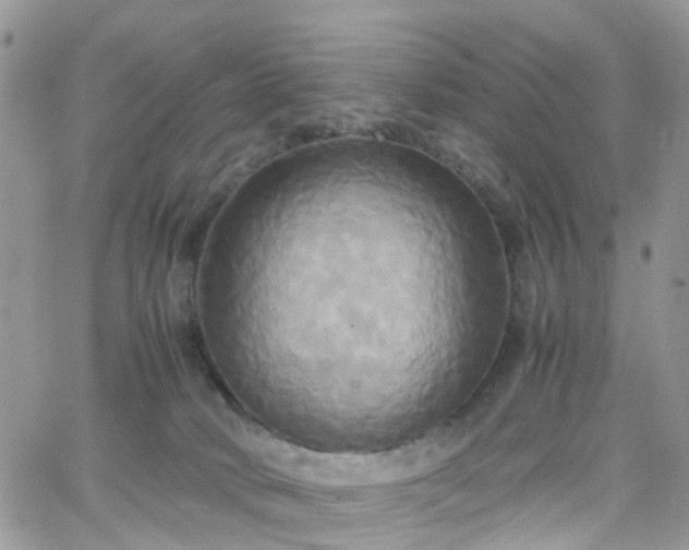 X0000066520034200603241347