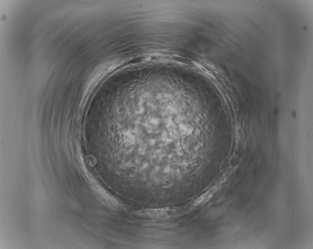 X0000066520049200603241346