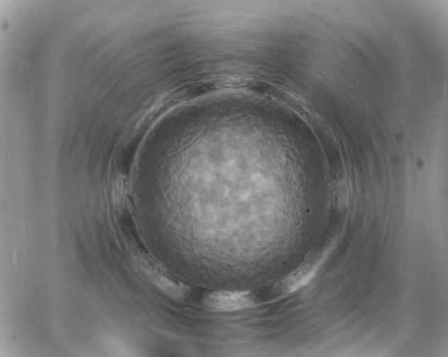 X0000066520093200603241347