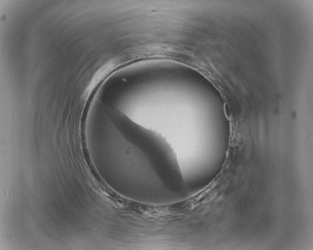 X0000066520099200603241346