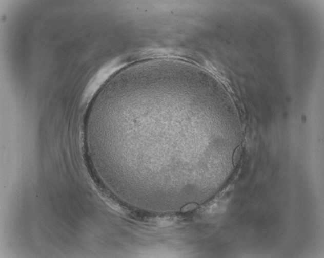 X0000066520103200603241346