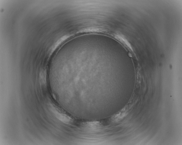 X0000066520108200603241346