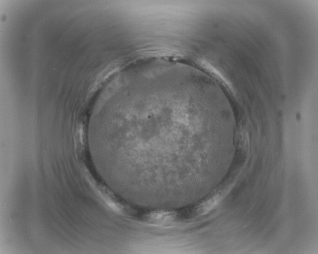 X0000066520117200603241346