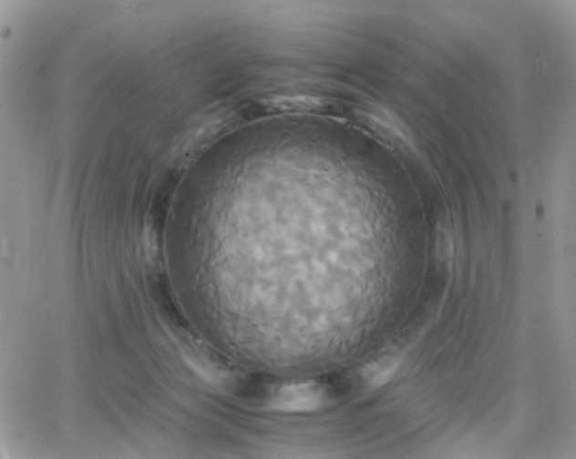 X0000066520173200603241345