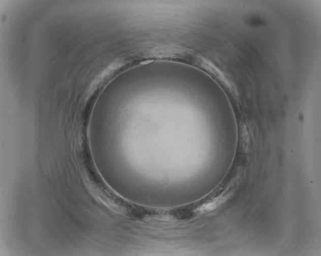 X0000066520203200603241345