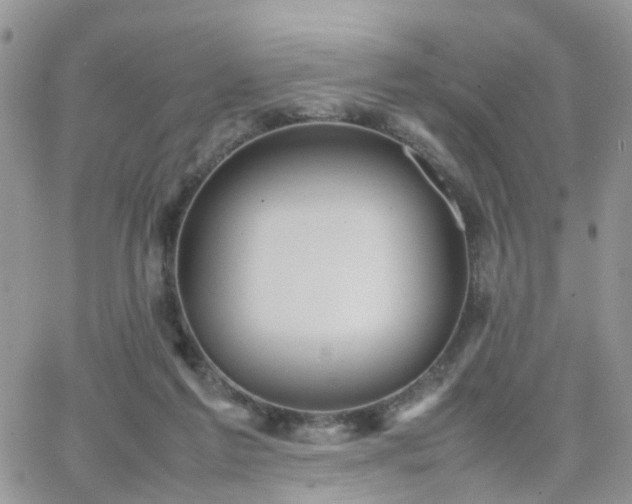 X0000066520213200603241345