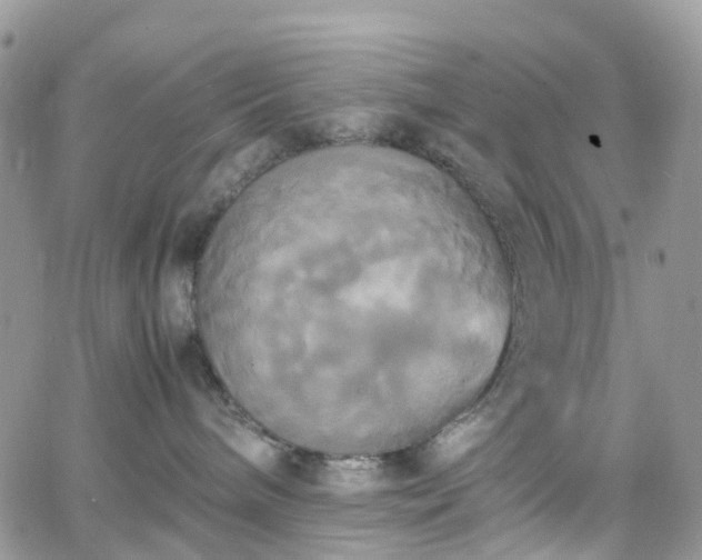 X0000066520240200603241344