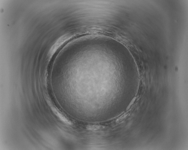 X0000066520242200603241343