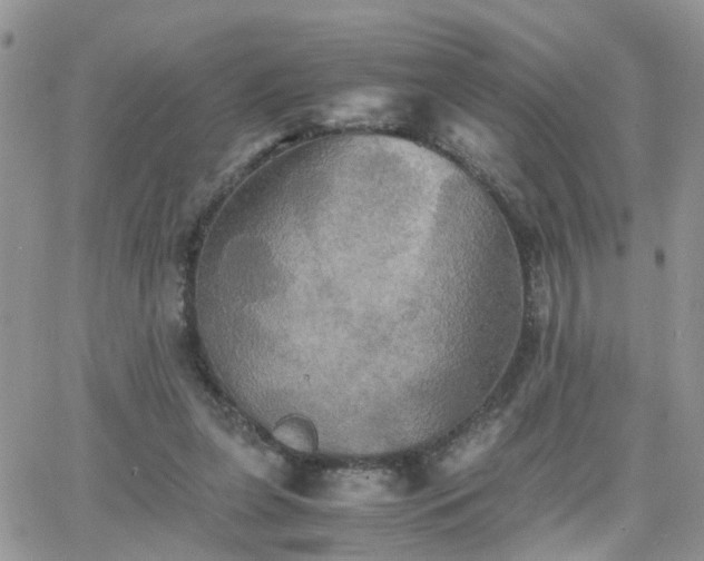 X0000066520255200603241344