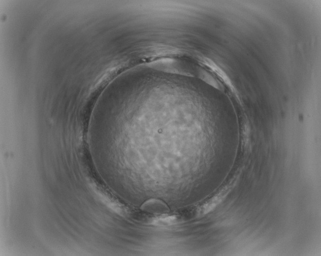 X0000066520257200603241344