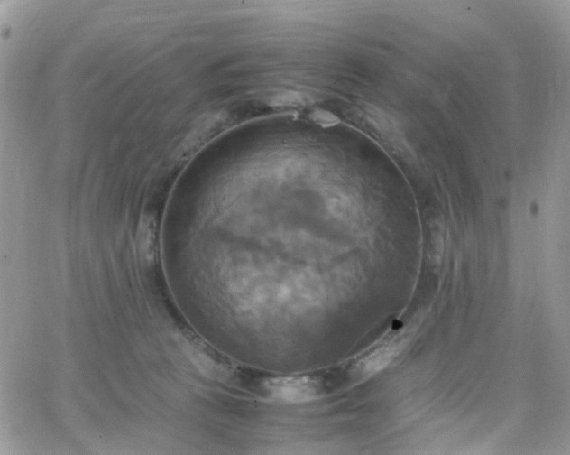 X0000066520273200603241344