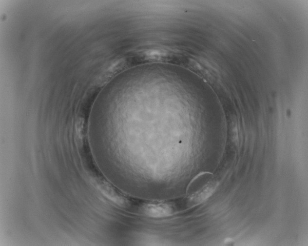 X0000066520275200603241344