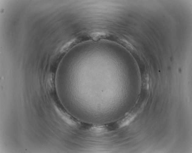 X0000066520280200603241344