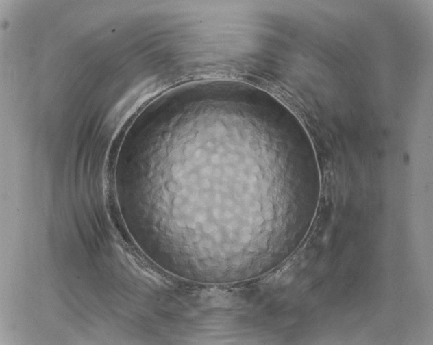 X0000066520290200603241343