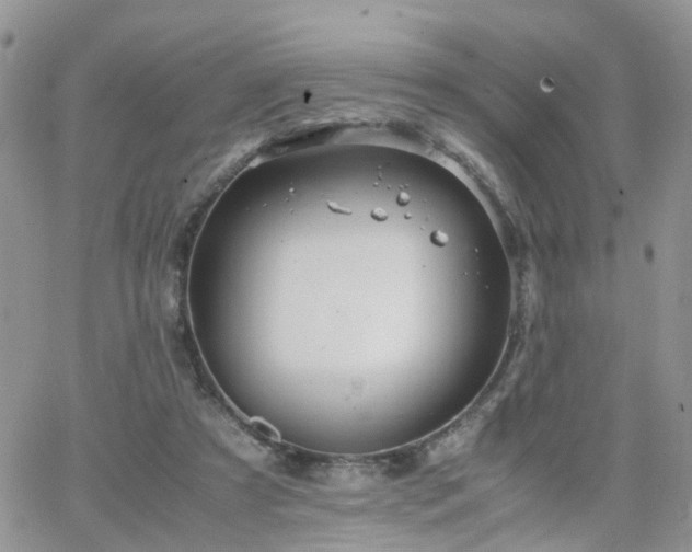 X0000066520305200603241343