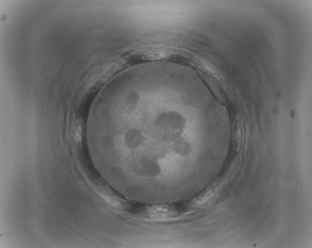 X0000066520315200603241343