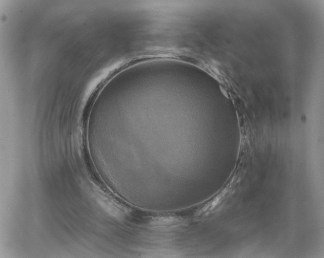 X0000066520342200603241342