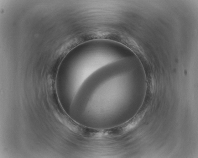 X0000066520366200603241342