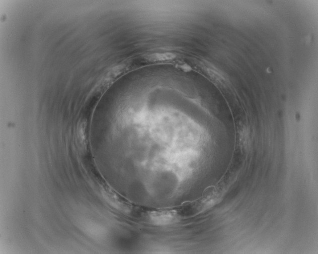 X0000066520373200603241342