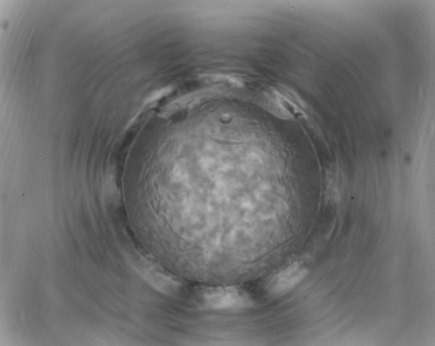 X0000066520377200603241342