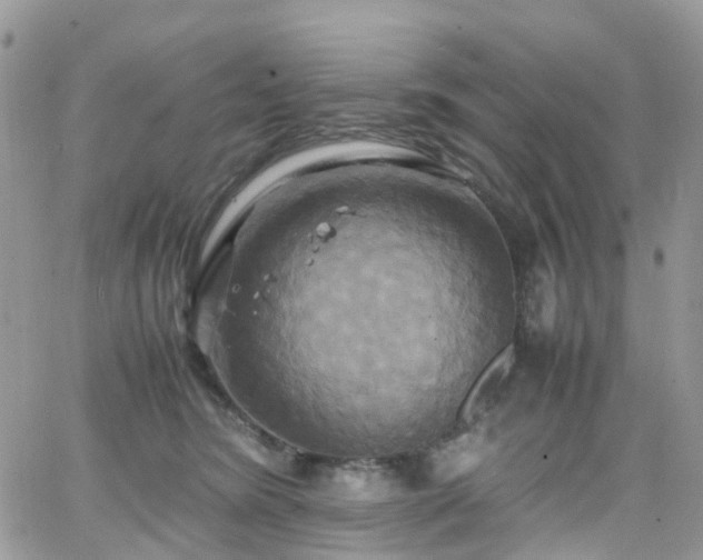 X0000066520420200603241341