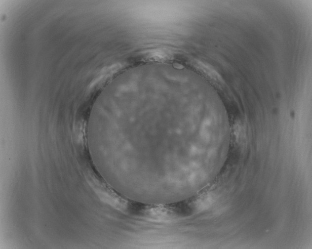 X0000066520423200603241341