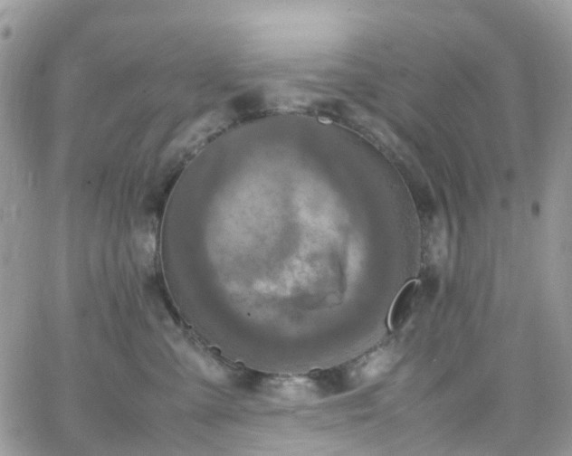 X0000066520427200603241341