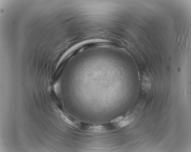 X0000066520428200603241341