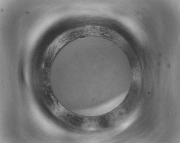 X0000066520431200603241341