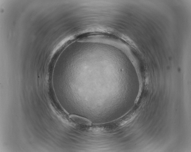 X0000066520440200603241340