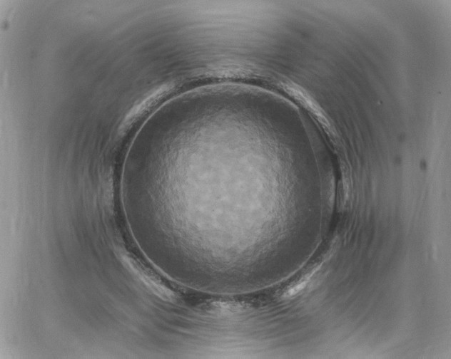 X0000066520442200603241340