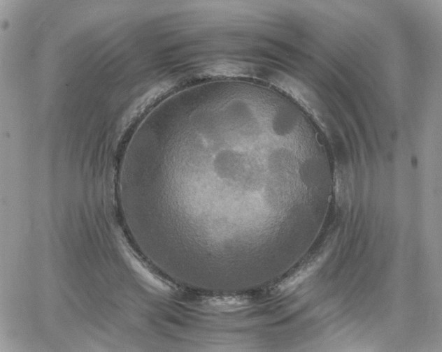 X0000066520445200603241340