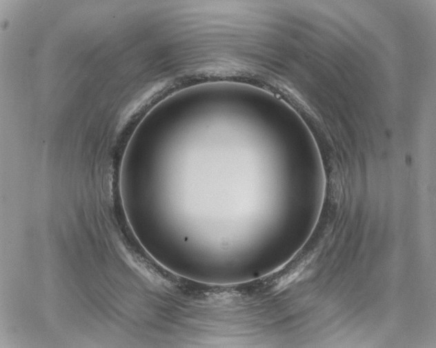 X0000066520446200603241340