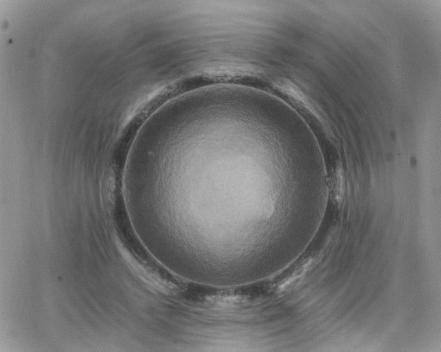 X0000066520448200603241341