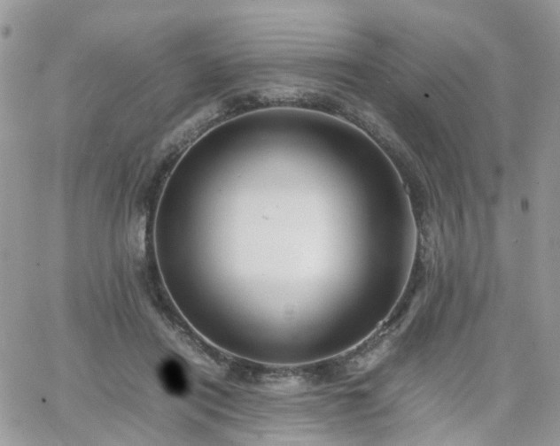 X0000066520454200603241341