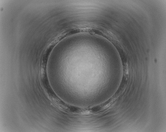 X0000066520456200603241341