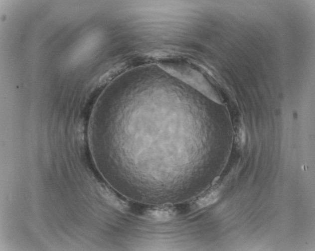 X0000066520466200603241341