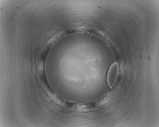 X0000066520472200603241341