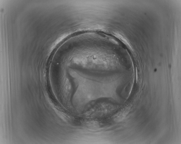 X0000066520483200603241340