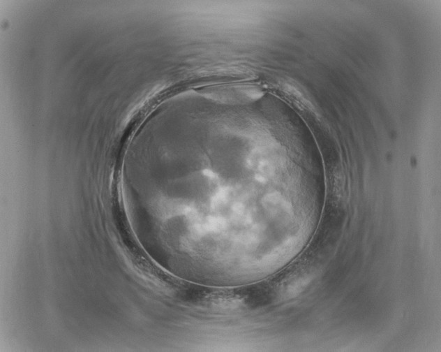 X0000066520491200603241340