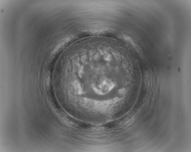 X0000066520495200603241340