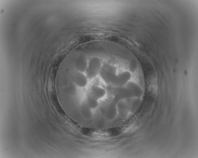 X0000066520515200603241340