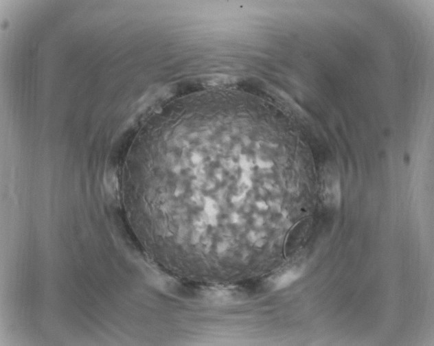 X0000066520523200603241340