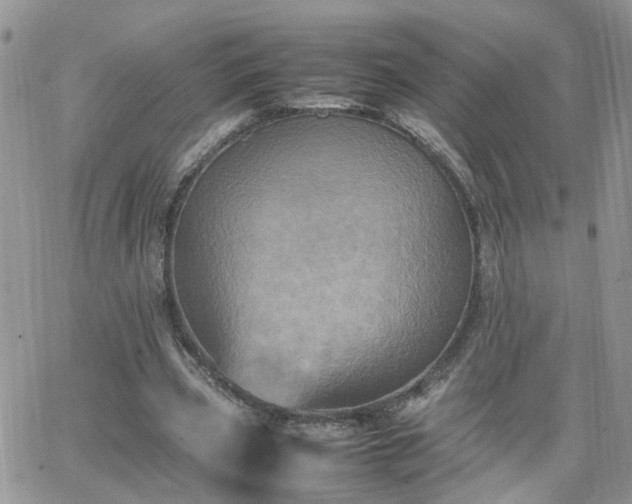 X0000066520533200603241339