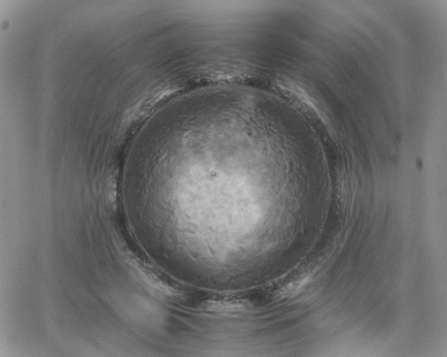 X0000066520545200603241339