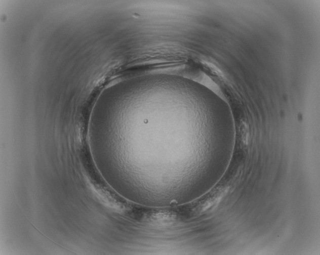 X0000066520546200603241339