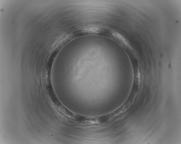 X0000066520552200603241339